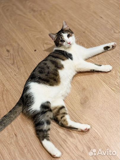 Ласковый смелый молодой кот в дар