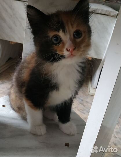 Трехшерстный котенок