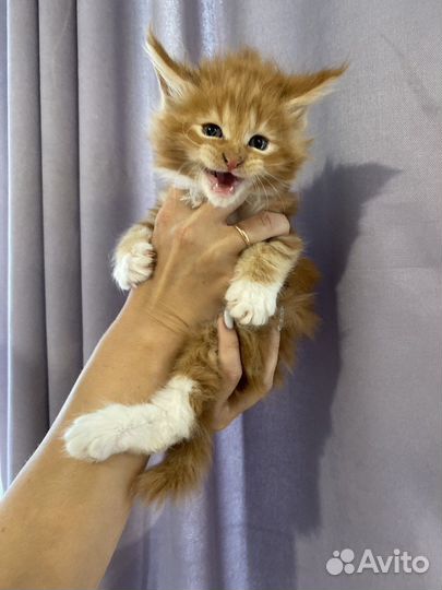 Котята мейн-кун