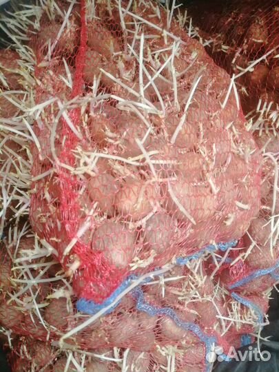 Семенной картофель на посадку