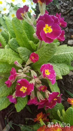 Примула Малиновая