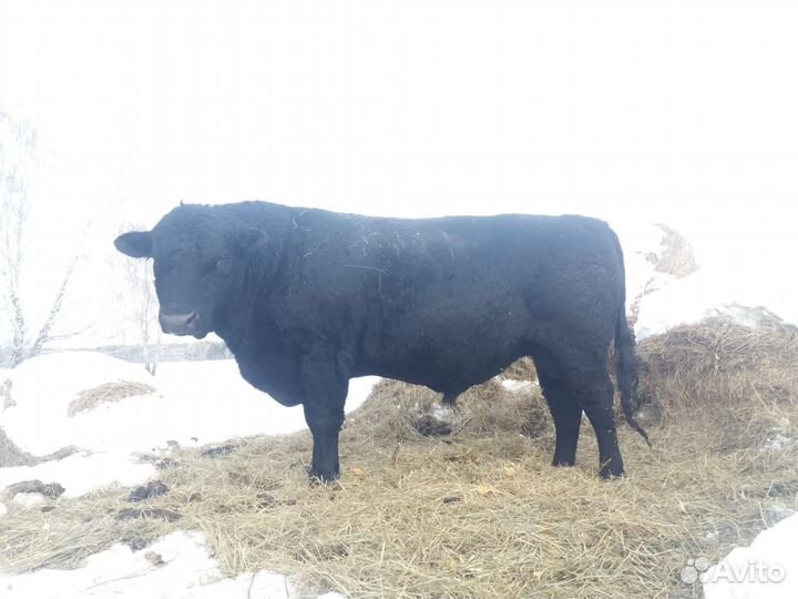 Продам быков на племя или мясо
