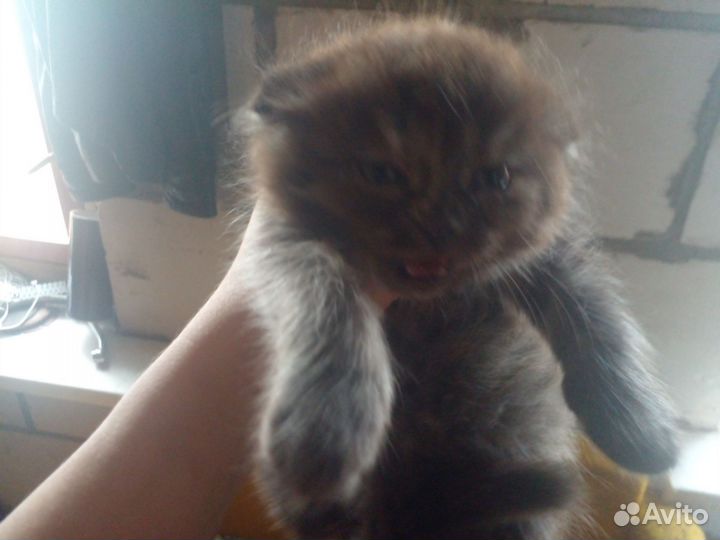 Котята 1.5месяцев