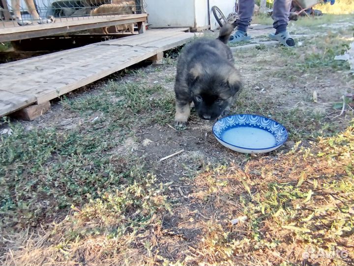 Восточноевропейские овчарки