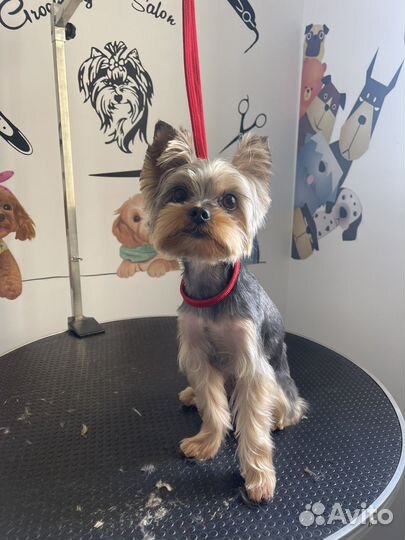 Груминг кошек и собак