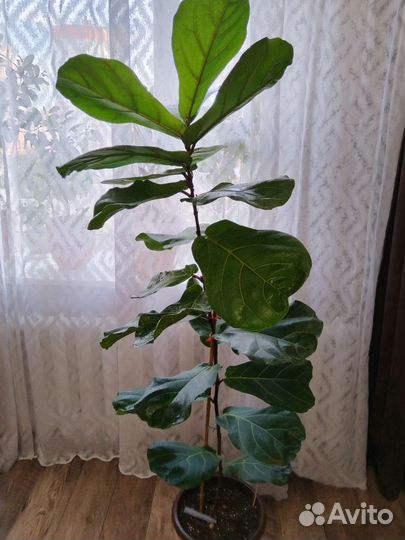 Фикус лирата большой
