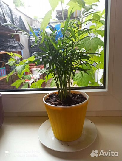 Пальма хамедорея домашняя