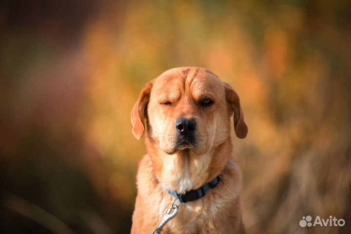 Зевс метис шарпея