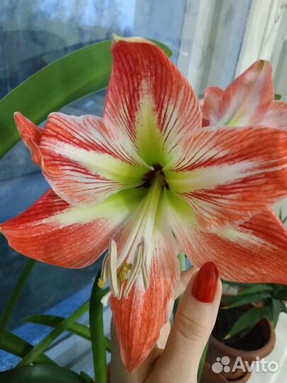 Гиппиаструм