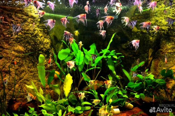 Рыба скалярия кои Аквариумные рыбки в ассортименте