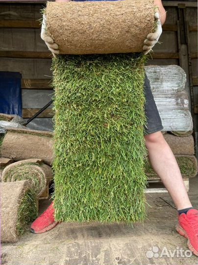 Рулонный газон