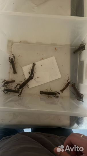 Малек австралийского рака