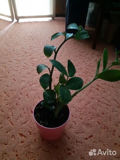 Замиокулькас