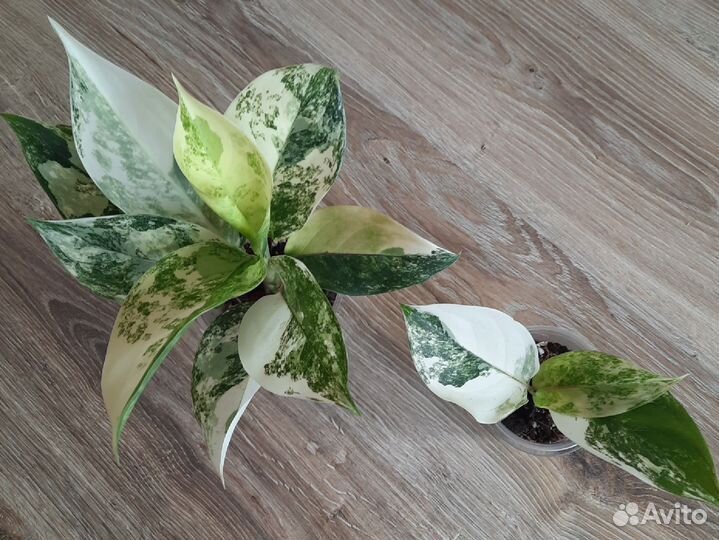 Аглаонема Siam Jade