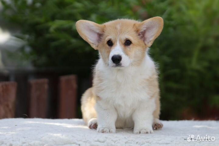 Вельш Корги Пемброк