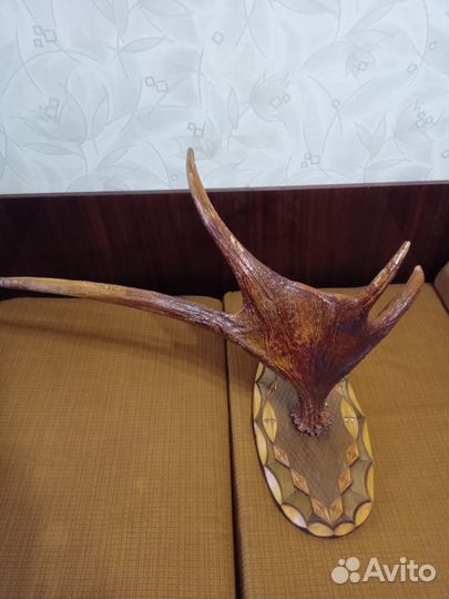 Продам рога лося