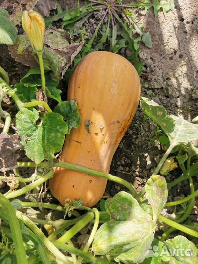 Тыква, зелень