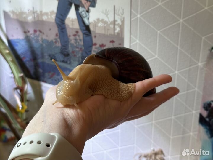 Улитка ахатина