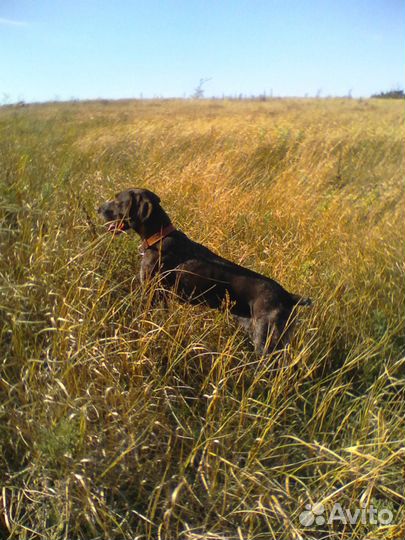 Вязка Дратхаар