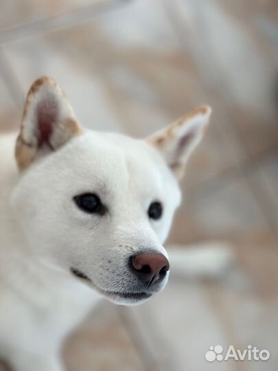 Вязка сиба ину щенки