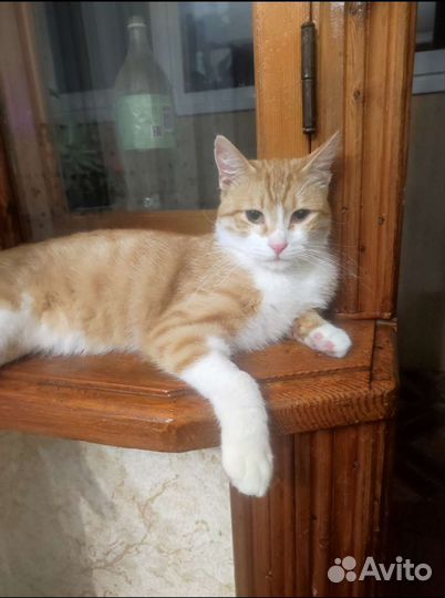 Кот в добрые руки