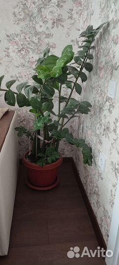 Замиокулькас