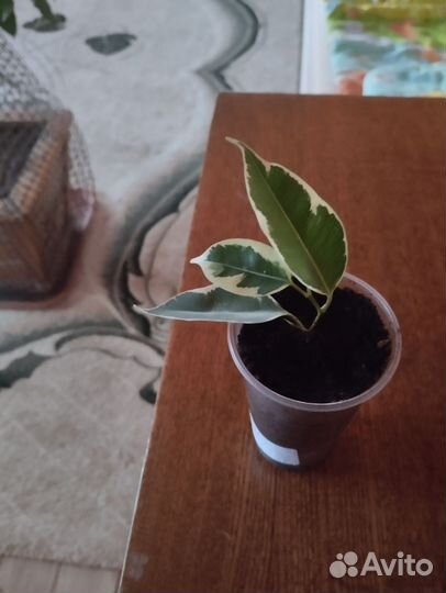 Фикус бенджамина пестролистный