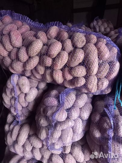 Продам картофель оптом