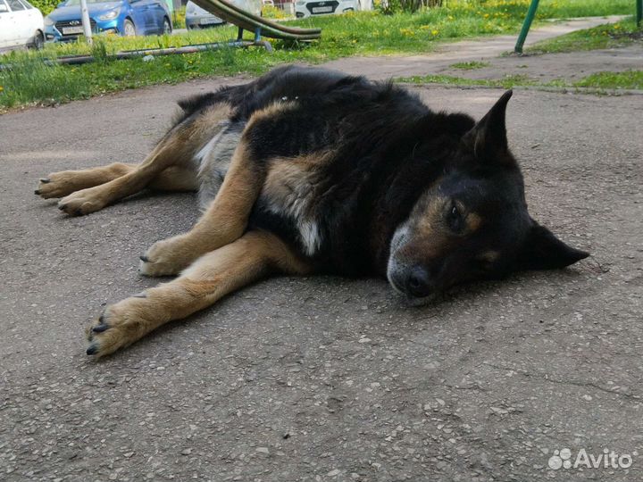 Отдаю собачку