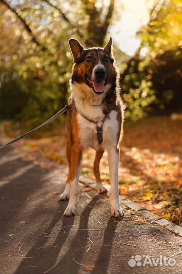 Большой, красивый и добрый Мартин