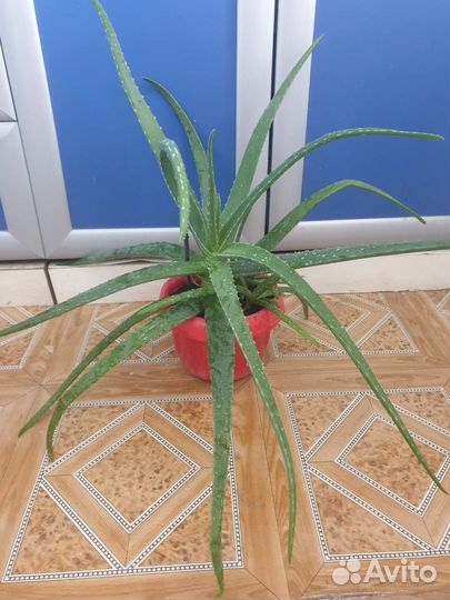 Алоэ и каланхоэ