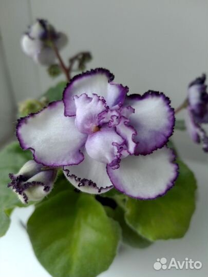 Фиалка Midnight Twist