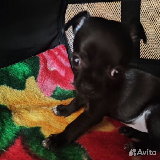 Продается щенок Чихуахуа