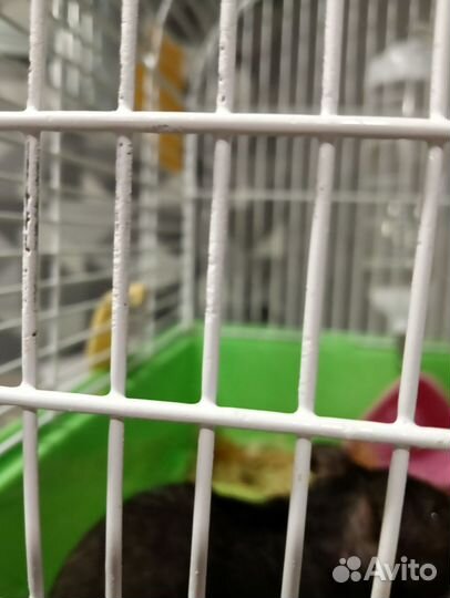 Сирийские хомячки