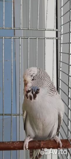 Волнистый попугай чехи