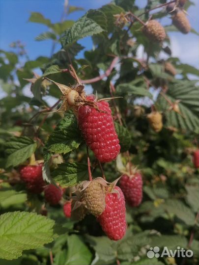 Малина ремонтантная