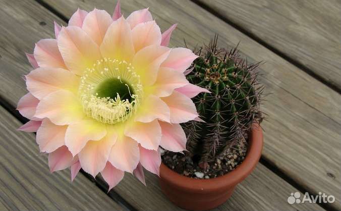 Кактусы и суккуленты