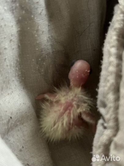 Попугай корелла