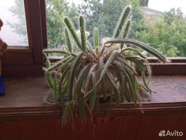 Пушистый кактус