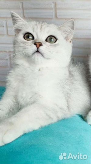 Серебряные шиншиллы