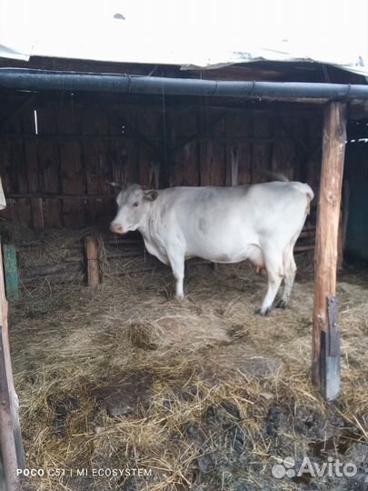 Корова дойная