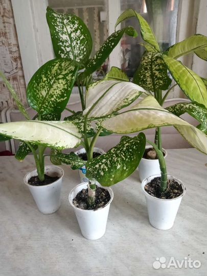 Диффенбахия