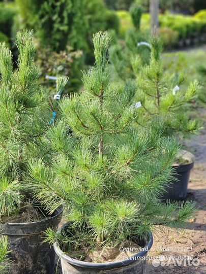 Кедр сибирский