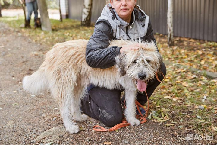 Особенный пес Барс в самые добрые руки