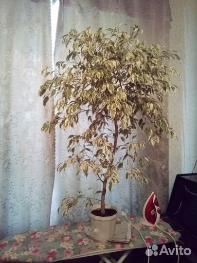 Фикус Бенджамина