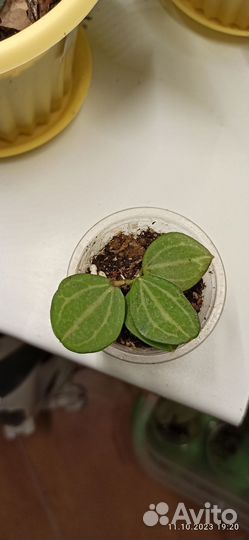 Дисхидия овата (арбузики)