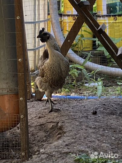 Инкубационное яйцо кур Лакeдaнзи