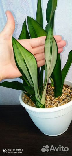 Сансевиерия