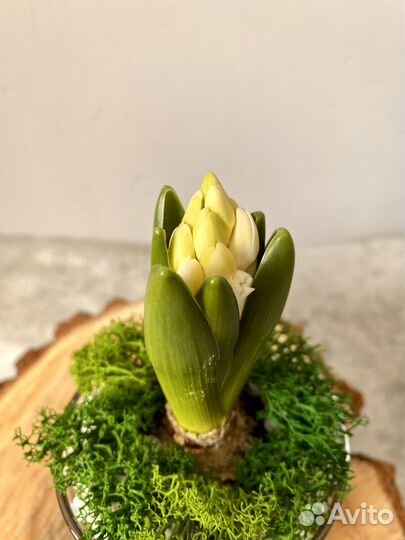 Флорариум в стакане с гиацинтом на 8 марта