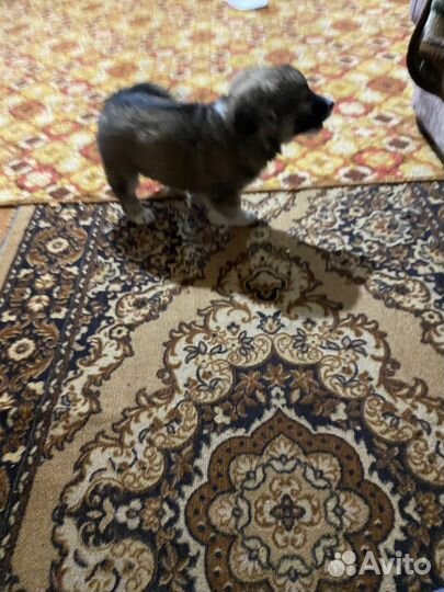 Собака в добрые руки щенок хаски